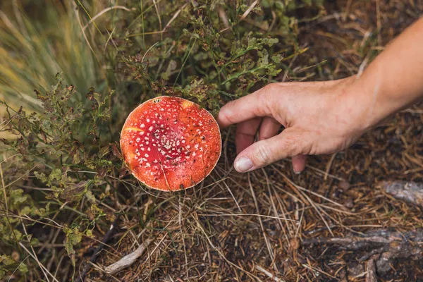 Gdzie i kiedy znajdziemy Amanita Muscaria - Muchomor Czerwony