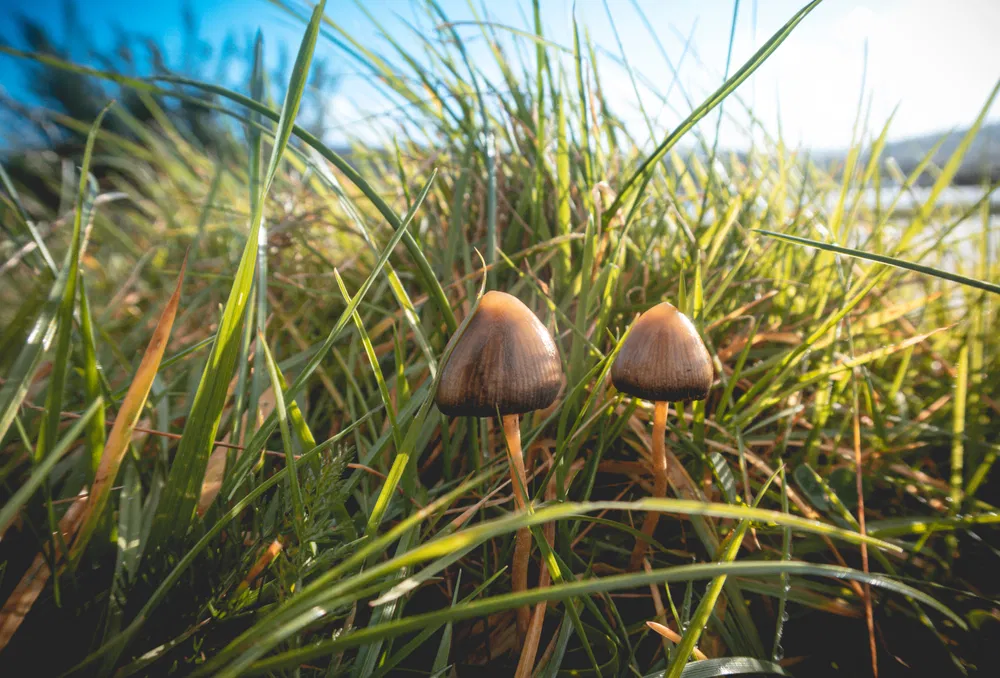 Łysiczka Lancetowata (Psilocybe semilanceata) - Shroomsy