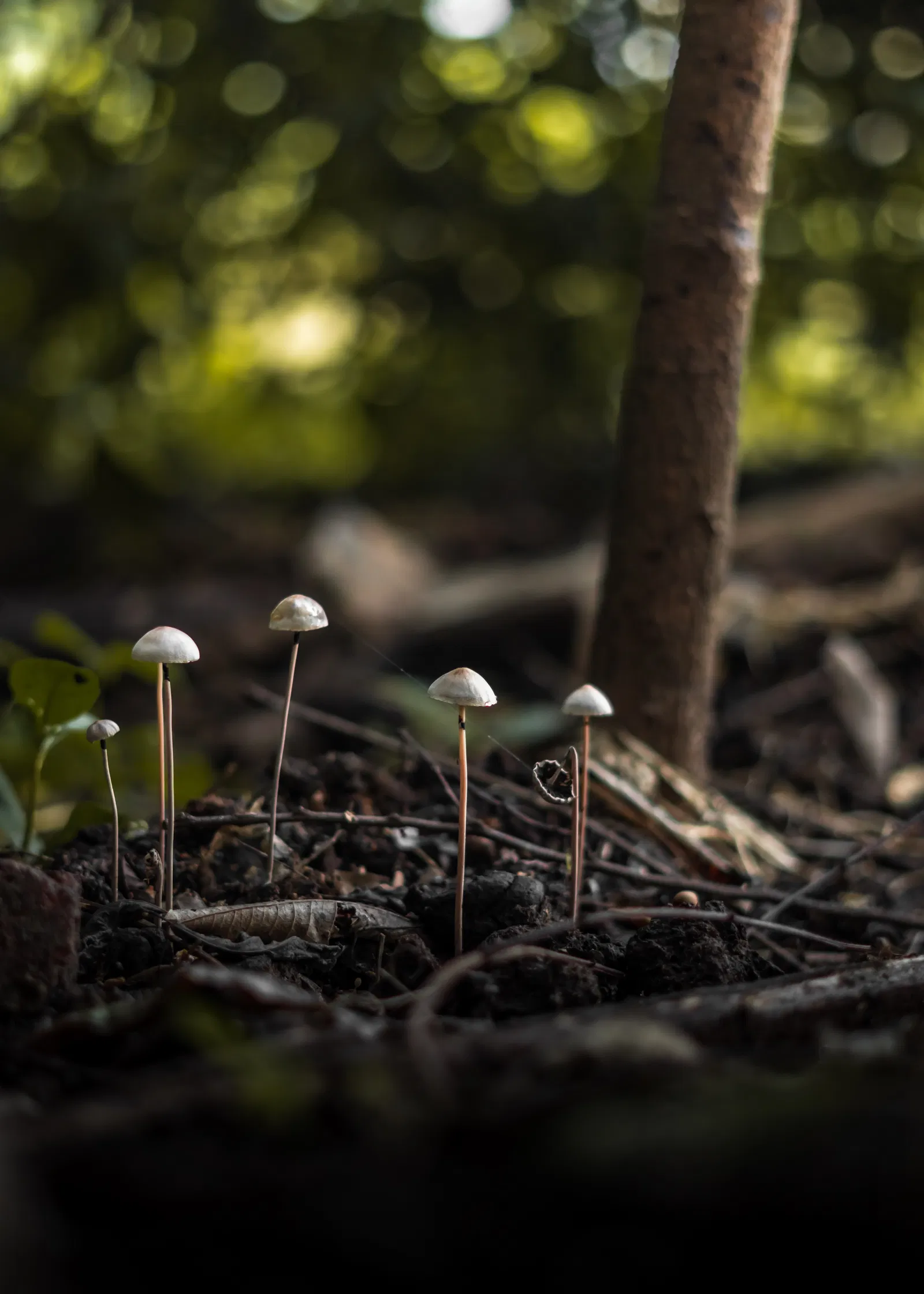 Panaeolus Cyanescens - Copelandia Cyanescens