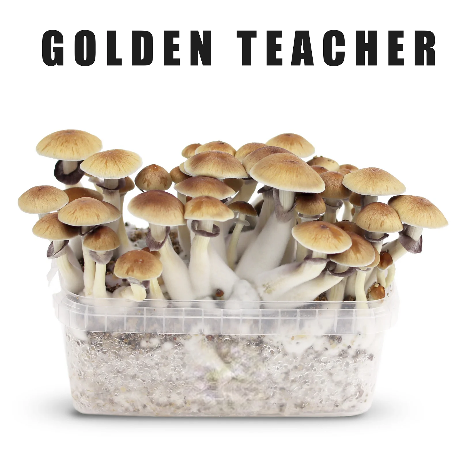 Growkit Golden Teacher