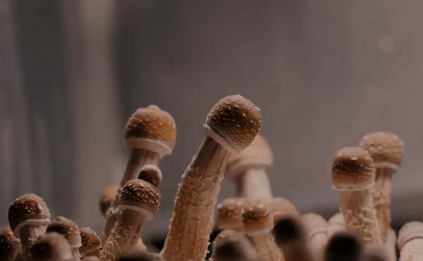 Growkit McKennaii - magiczne grzyby hodowla psilocybe cubensis mcKennaii